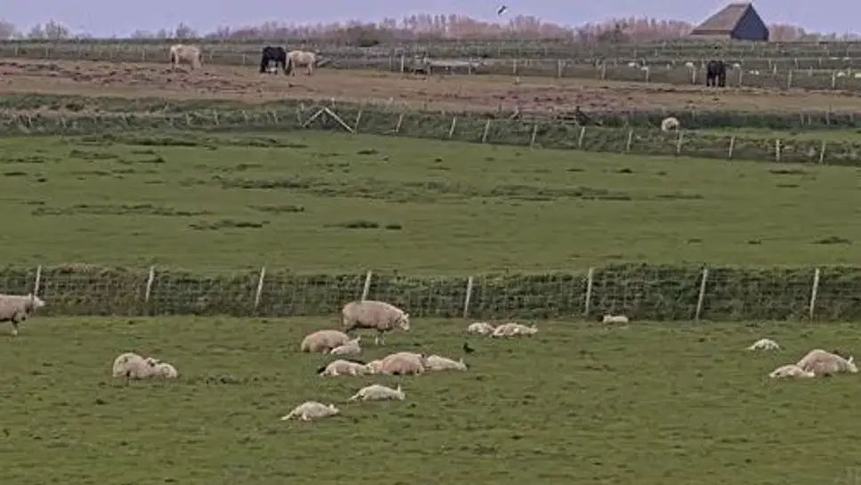 Сámara web en vivo Granja de ovejas De Waddel Texel