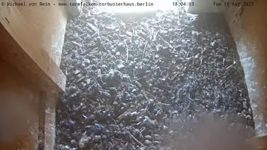 Turmfalke 鸟,柏林 在线网络摄像头