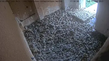 Turmfalke 새 2, 베를린 웹캠 라이브 스트림