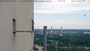 Chim Turmfalken Corbusierhaus, Berlin phát trực tiếp qua webcam