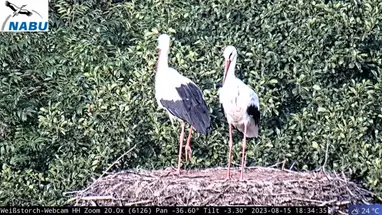 Nabu Weißstorch, 함부르크 웹캠 라이브 스트림