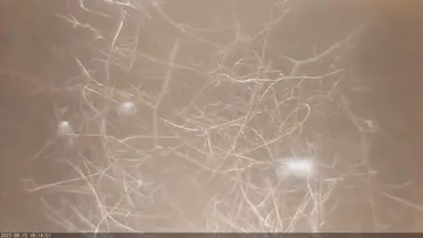 Kuşlar Turmfalken Nistkasten Babenhausen Harpertshausen canlı web kamerası