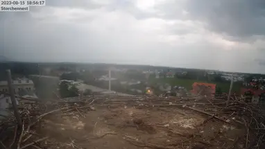 Ooievaarsnest Freilassing online-webcam