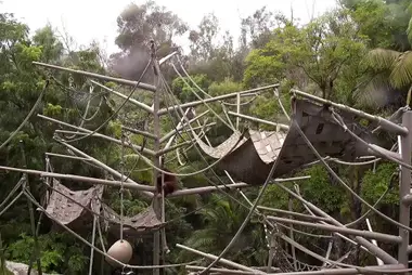 Zoo w San Diego: małpy
