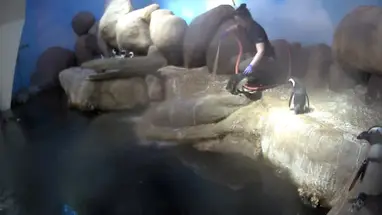 Веб-камера Пингвины, Калифорнийская академия наук в реальном времени