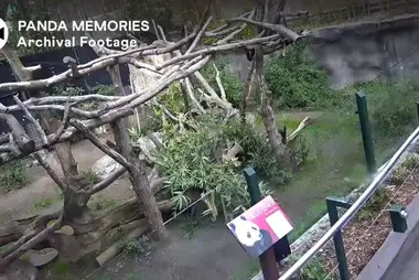 Zoo w San Diego: Pandy