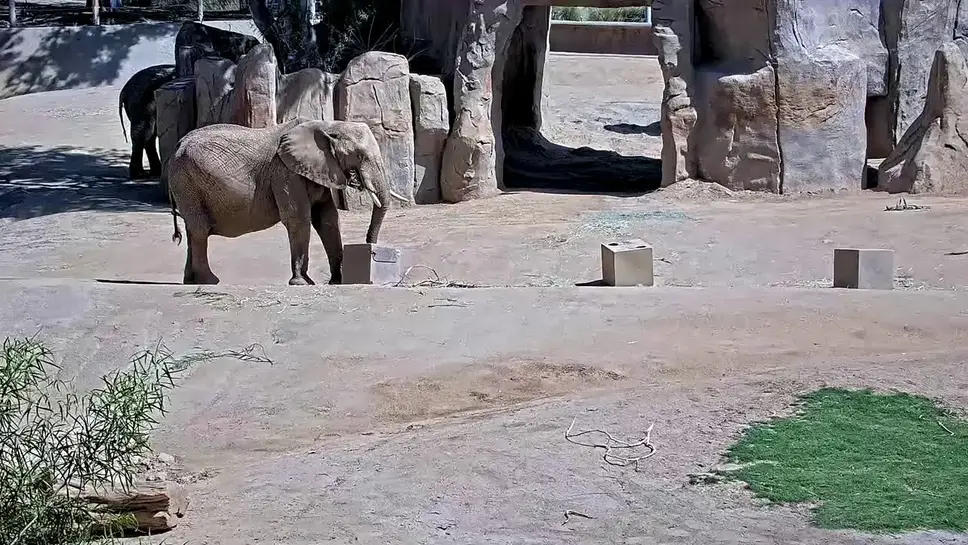 Live cam San Diego Zoo Elephants