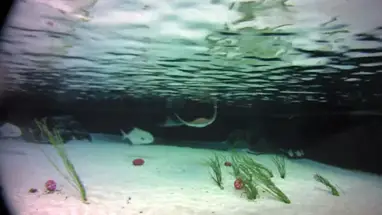 Acuario Steinhart, Academia de Ciencias de California cámara web en vivo