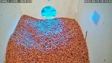 Kuş yuvası içi, Erbaa canlı web kamerası