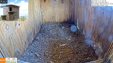 Kerkuil, landbouwgebied Everglades, weergave 1, Florida online-webcam