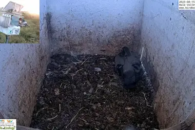 Barn Owl/Pigeon/Myna, Hula Valley