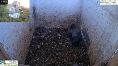 Barbagianni/Piccione/Myna, Valle di Hula webcam dal vivo