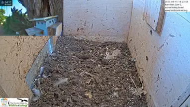 Barn Owl/Pigeon, Jezreel Valley Live Cam