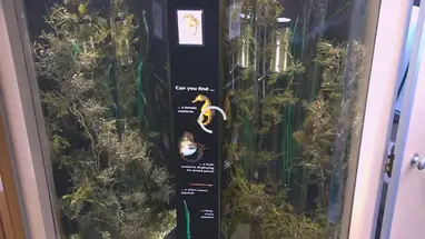 Denizatı ve Pipefish, Yeni Zelanda Deniz Araştırmaları Merkezi canlı web kamerası