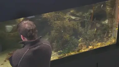 Centro de Estudos Marinhos da Nova Zelândia webcam ao vivo