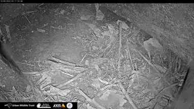 Tổ chim cánh cụt xanh, Oamaru, Otago phát trực tiếp qua webcam