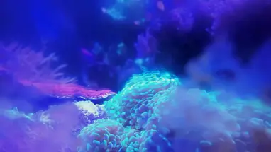 S.E.A. Aquarium Live Cam