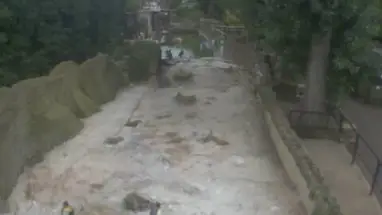 Веб-камера Пингвины в зоопарке Глостера в реальном времени