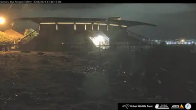 蓝企鹅栖息地,奥马鲁,奥塔哥 在线网络摄像头