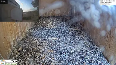 Kleine Torenvalk, Ramat Hanadiv online-webcam