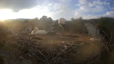 Nido d'uccello nel villaggio di Yarlovo, Sofia webcam dal vivo