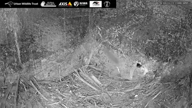 Mały niebieski pingwin, kolonia NIWA Kororā, Wellington kamera na żywo