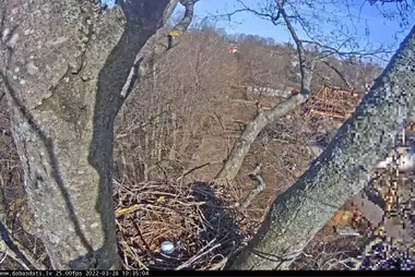 Webcam in goshawk nests