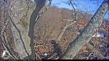 Gniazda jastrzębi, Ryga, Łotwa kamera na żywo