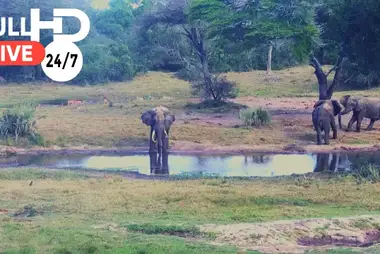 Tembe Elephant Park Webcam, South Africa