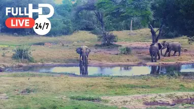 Parque de elefantes de Tembe, Sudáfrica cámara web en vivo