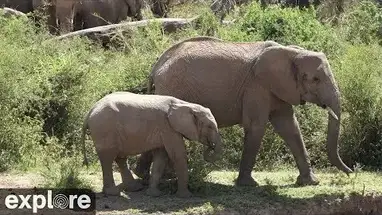 African Animal Lookout, Kenya Live Cam