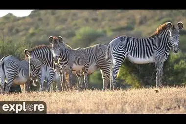 African Safari Webcam