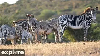 Safari Africano, Centro de Pesquisa Mpala webcam ao vivo