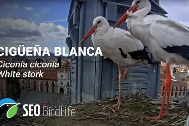 Webcam at the storks nest in the town of Alcala de Henares