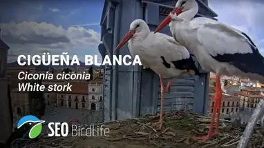 Storks nest in town of Alcala de Henares Live Cam