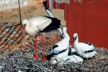 Nests of the White Storks Colony, Alfaro