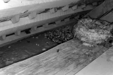 Alpensegler-Nest 1, Kirchturm Sumiswald