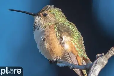 Alyssa's Hummingbird Webcam in Oceanside, California