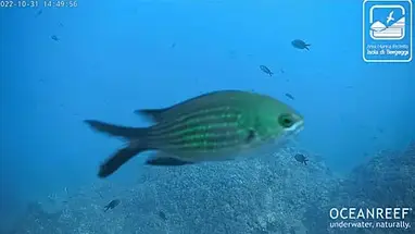 Oceanreef, Bergeggi Island Live Cam