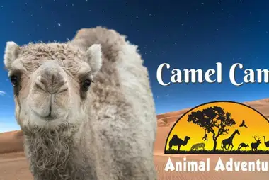Camelo, Animal Adventure Park, Nova York