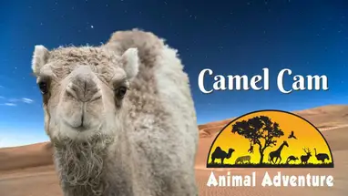 Camel, Animal Adventure Park, New York Live Cam
