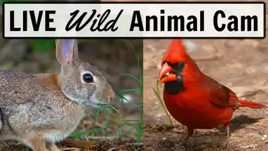 Feeding station for wild animals and birds, Ohio Live Cam