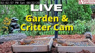 Animal Feed, Birmingham Live Cam