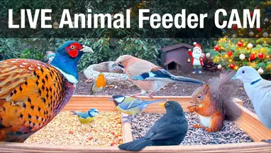 Animal Feeder, Recke Live Cam