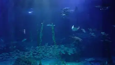 Aqua Planet Jeju, Zuid-Korea online-webcam