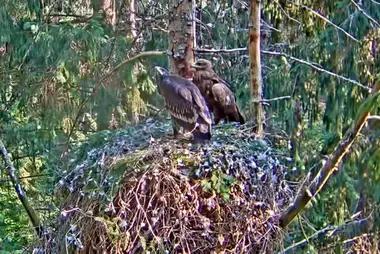 Greater spotted eagle's nest, Estonia