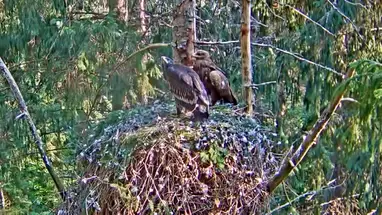 Greater spotted eagle's nest, Estonia Live Cam