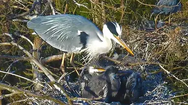 Gniazdo czapli siwej, Estonia kamera na żywo