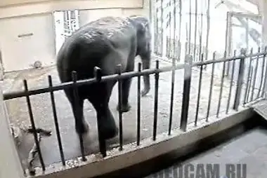Азиатский слон, Национальный зоопарк Смитсоновского института