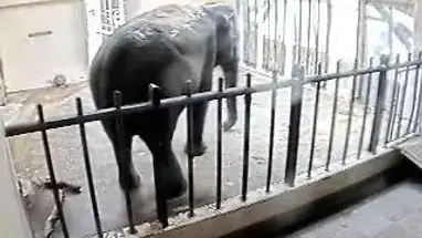 Aziatische olifant, Smithsonian's National Zoo online-webcam